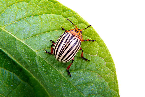 image of colorado beetle на листьев картофеля - chrysomelid стоковые фото и изображения