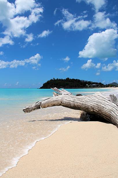 White log on the beach stock photo