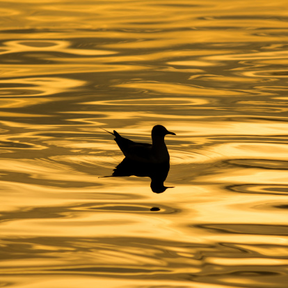 The seagull on the surface of the sea in the evening.