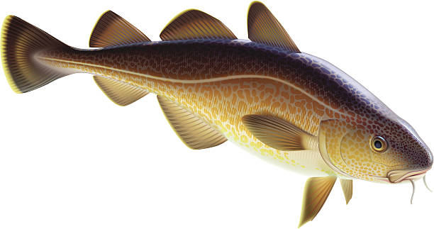 dorsz atlantycki - fish oil illustrations stock illustrations