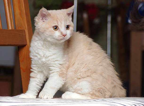 selkirk rex kitten stock photo