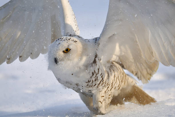 istock Snowy owl flap wings 453172579