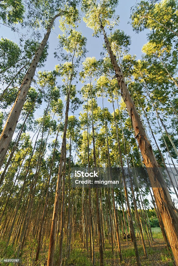 Eucalipto Forest Grove - Foto stock royalty-free di Albero