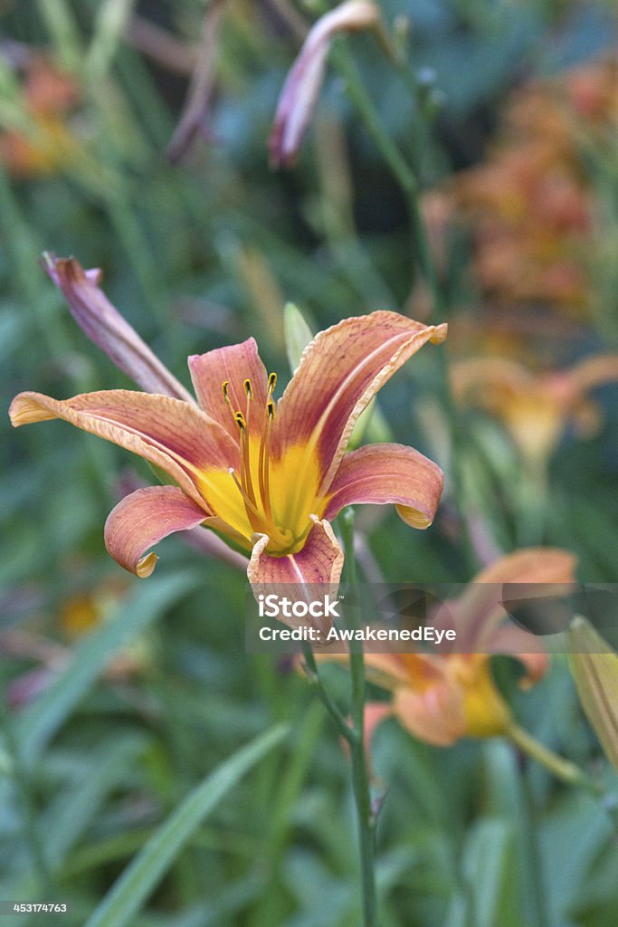 Cornejo Lillies - Foto de stock de Aire libre libre de derechos