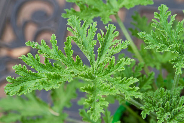 istock Citronella (Mosquito) Plant 453174767