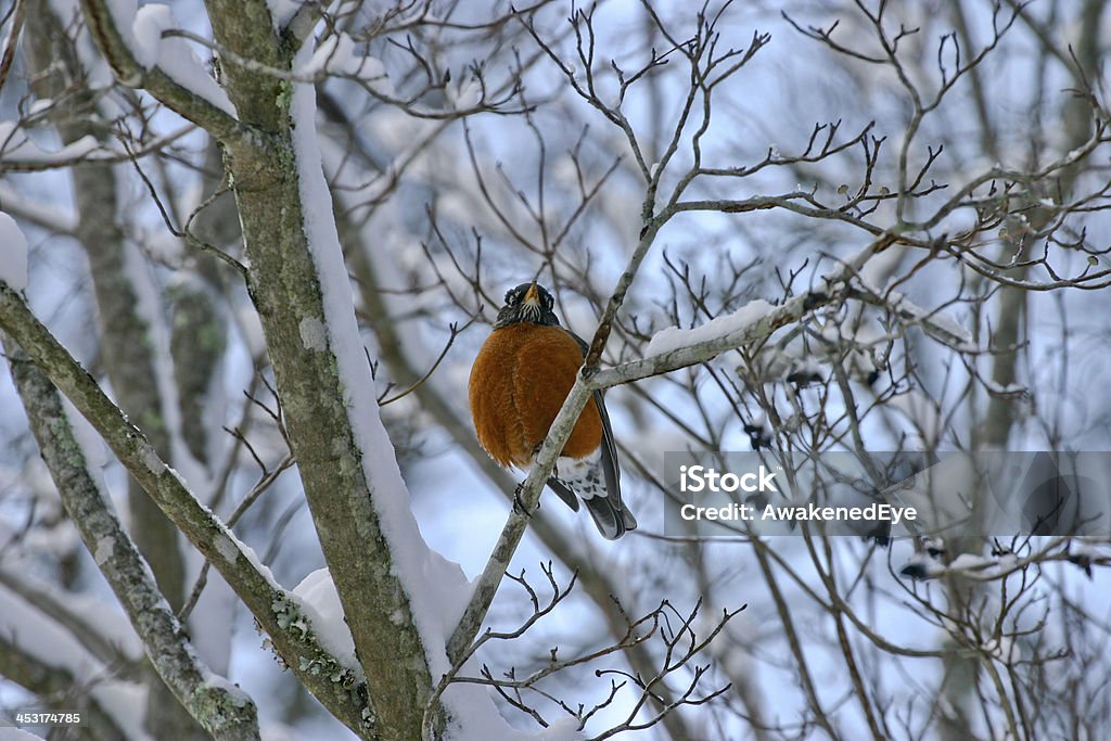 Rojo pecho pájaro en Dogwood árbol de invierno - Foto de stock de Alegría libre de derechos