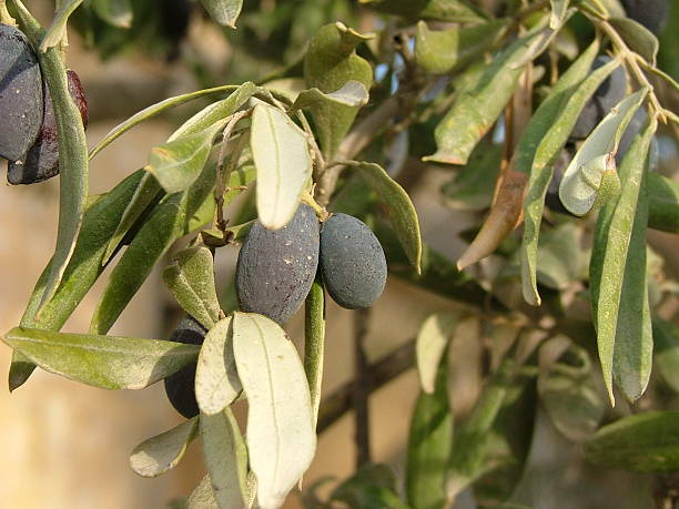 istock Black olives,Cyprus 453175167