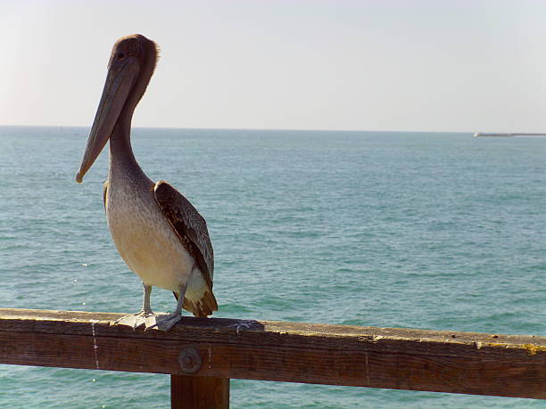 istock Pelican on Peer with the ocean behind it 453175169