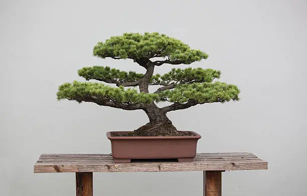 a wide variety of bonsai plants are placed in the flower garden