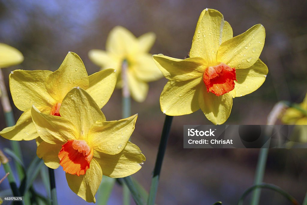 Jonquilles - Photo de Bouquet de fleurs libre de droits