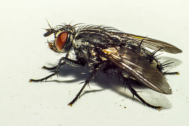 istock Portrait of a fly (Sarcophagidae sp.) 453175423