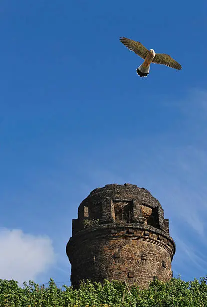 Kestrel (Falco tinnunculus) in a vineyard with an old watchtower