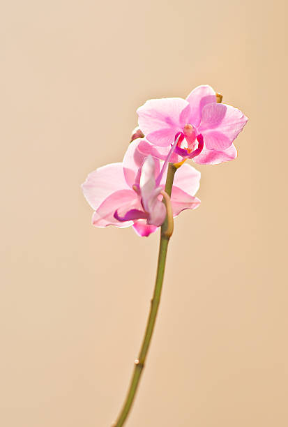 orquídea de rosa - bud scar imagens e fotografias de stock
