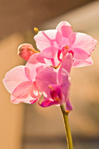 orquídea de rosa - bud scar imagens e fotografias de stock