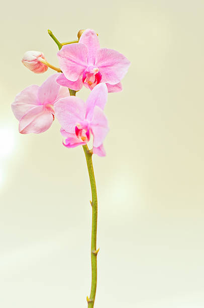 orquídea de rosa - bud scar imagens e fotografias de stock