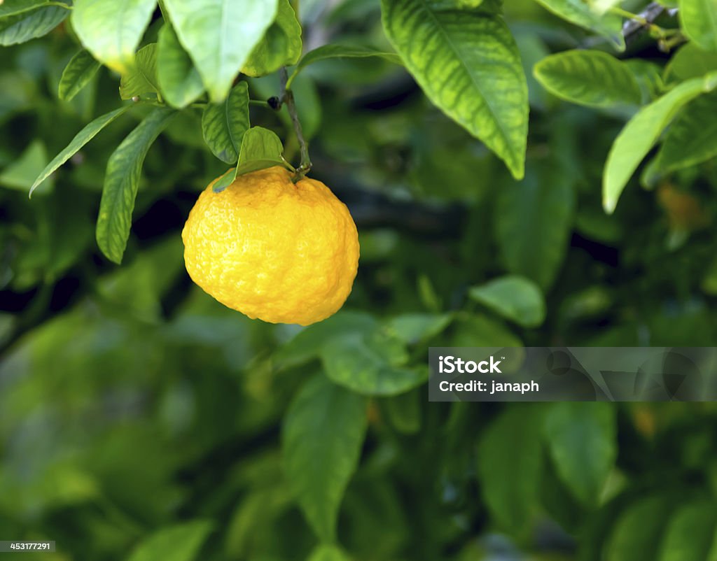 Limone - Foto stock royalty-free di Agricoltura