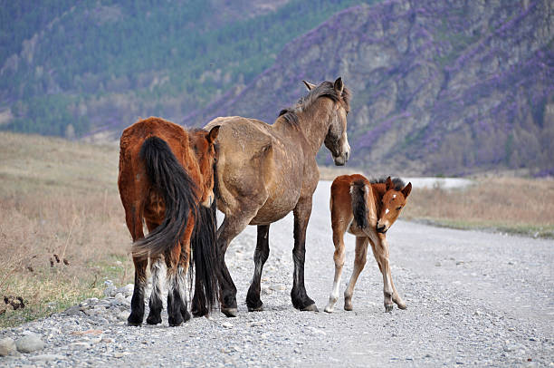 istock Horse foals countryside mountains road 453177461