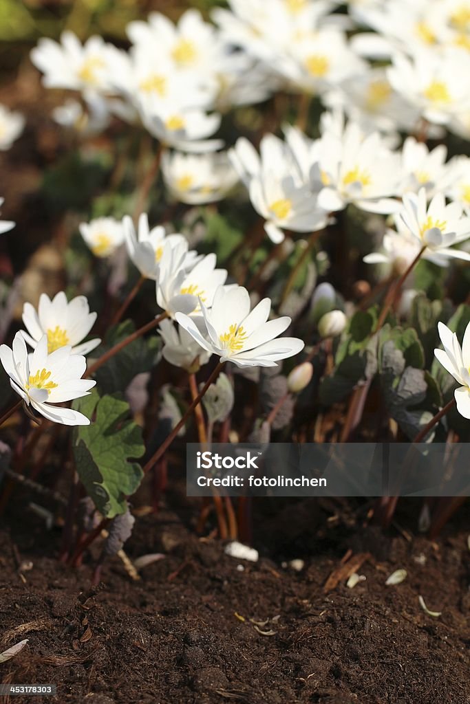 Bloodroot Blumen - Lizenzfrei April Stock-Foto