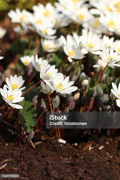 Bloodroot Blumen Stockfoto und mehr Bilder von April - April, Blatt - Pflanzenbestandteile, Blume