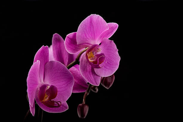 istock fresh flower orchid on color background 453179621