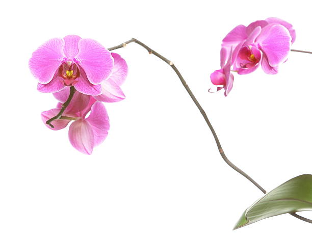 istock Phalaenopsis. Purple orchid on white background 453179655