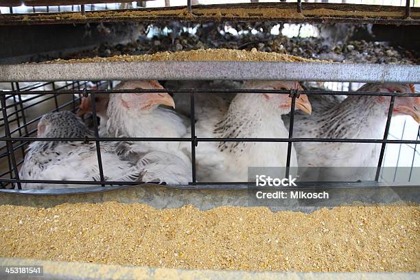 Foto de Gaiola De Frango e mais fotos de stock de Amarelo - Amarelo, Animal, Animal doméstico