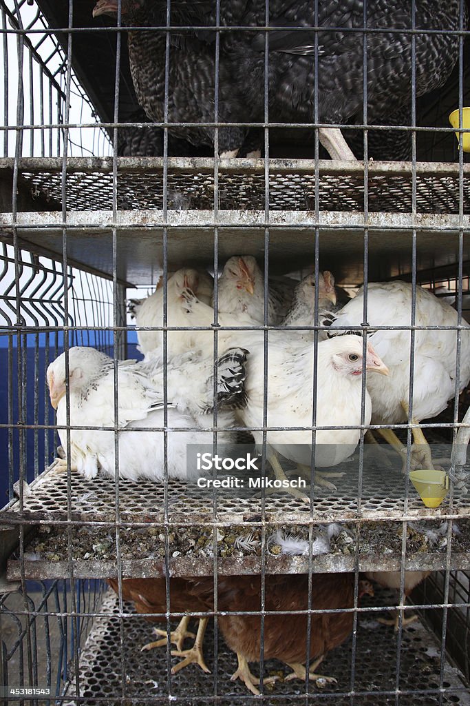 Hühnchen-shop-Gefängnis - Lizenzfrei Agrarbetrieb Stock-Foto