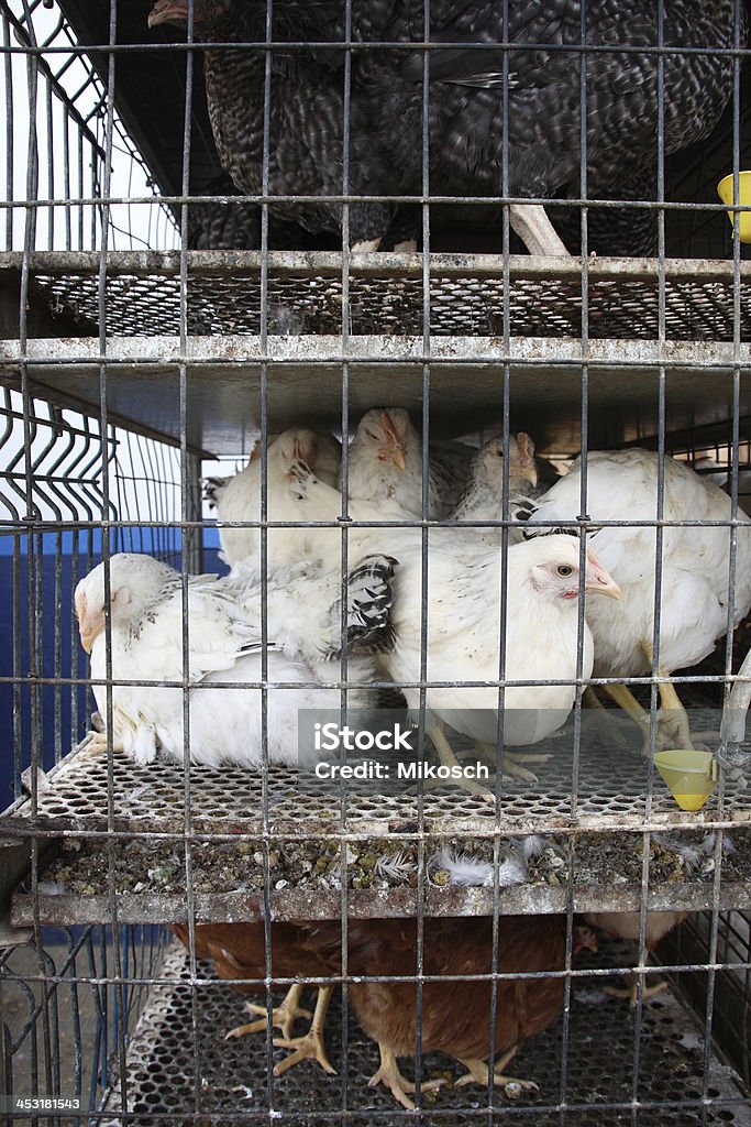 Loja de frango-Prisão - Royalty-free Animal Foto de stock