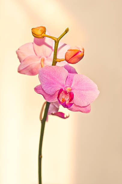 orquídea de rosa - bud scar imagens e fotografias de stock