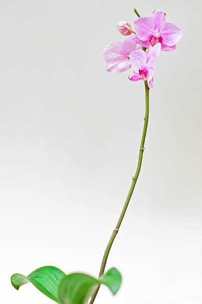 orquídea de rosa - bud scar imagens e fotografias de stock