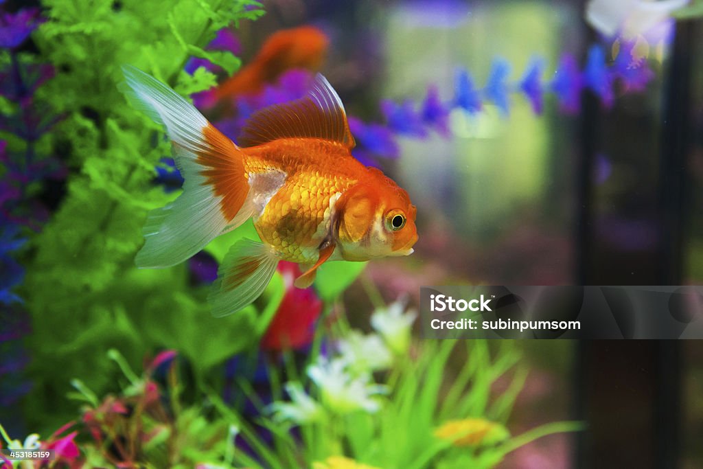 Goldfisch im aquarium mit grünen Pflanzen, weiches und Steinen - Lizenzfrei Goldfisch Stock-Foto