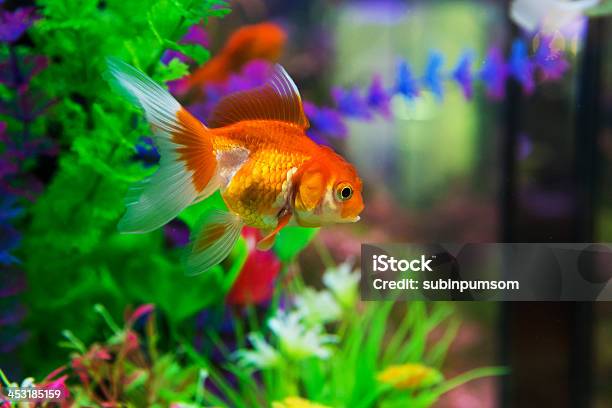 Photo libre de droit de Poisson Rouge En Aquarium Avec Des Plantes Vertes Des Pierres Et Aéré banque d'images et plus d'images libres de droit de Poisson rouge