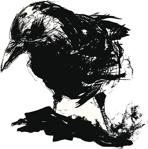 Black crow Vector illustration of black crow black and white drawings stock illustrations