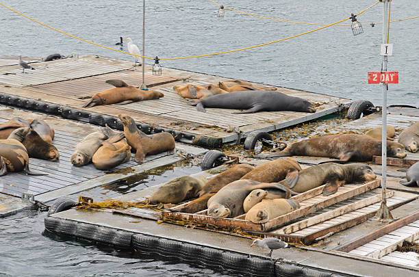 istock Sea lions sleeping on the live bait dock 453187019