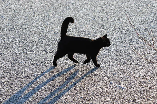 Photo of Black cat on ice. action 1.