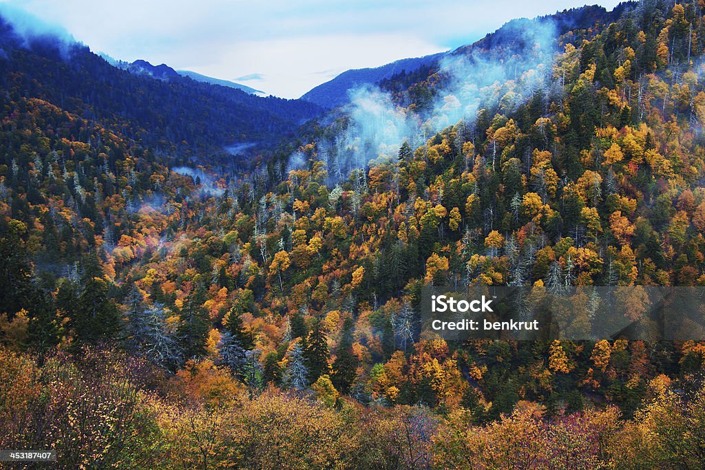 Mattina in Montagne Fumose-alberi colorati - Foto stock royalty-free di Albero