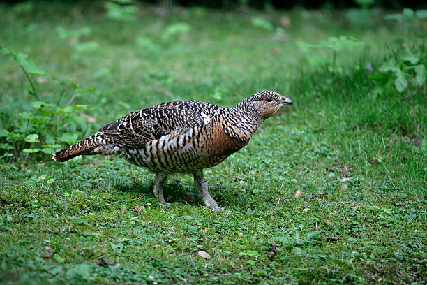 Capercaillie, Tetrao urogallus Capercaillie, Tetrao urogallus, single female on grass, Germany capercaillie grouse grouse wildlife scotland stock pictures, royalty-free photos & images