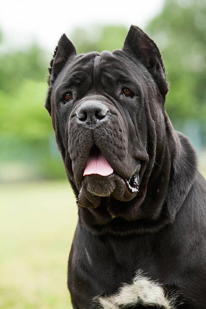 istock Purebred Dog The Cane Corso is a large Italian Molosser. 453187739