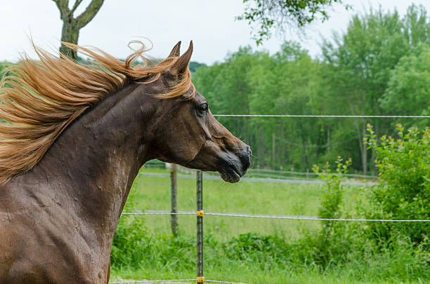 asil 아라비아 말이었습니다-마레 세로는 - asil arabian horse 뉴스 사진 이미지