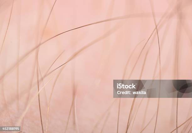 Extreme Macro Di Capelli Biondi - Fotografie stock e altre immagini di Pelo animale - Pelo animale, Close-up, Cuoio capelluto