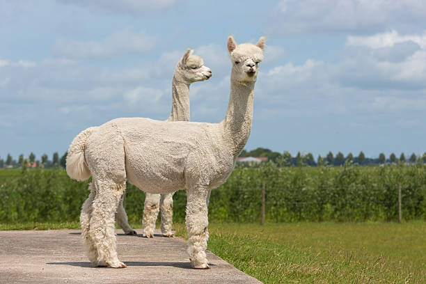 istock Two peruvian alpacas in a Dutch animal park 453188717
