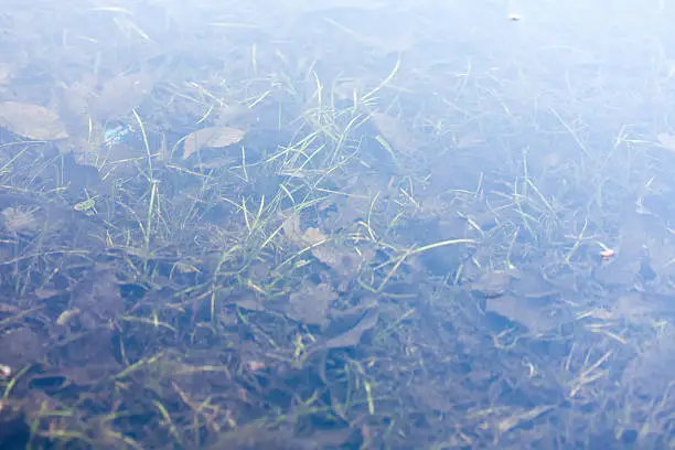 grass and plants submerged in clear water