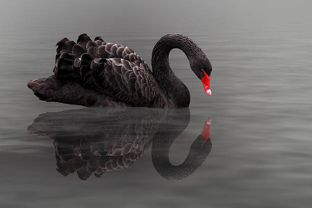 black swan - black swan stock-fotos und bilder