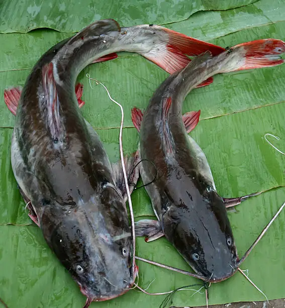 Photo of Asian Redtail Catfish on green leaf