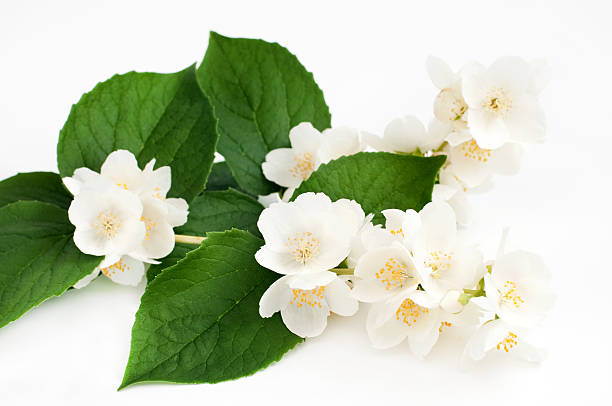 istock Branch of jasmine 453189675