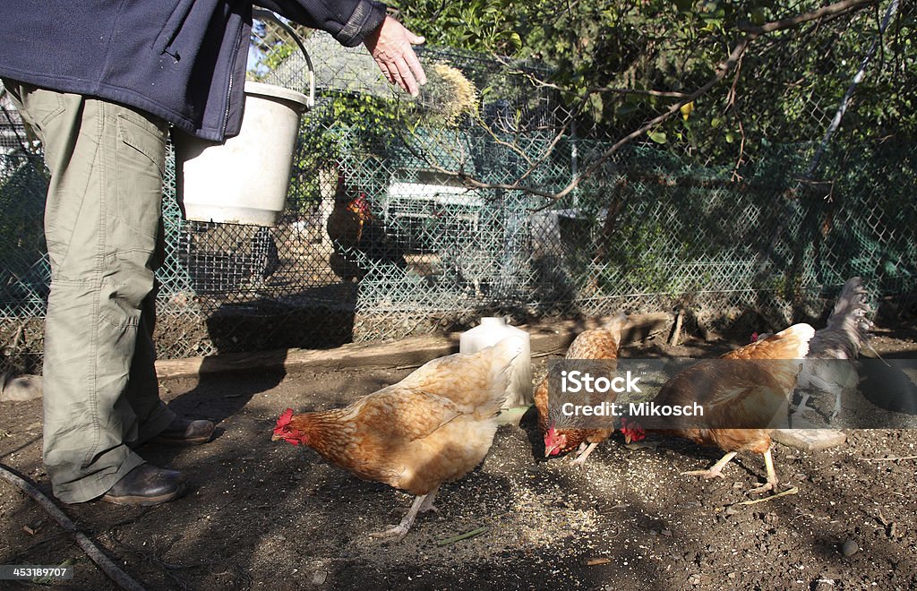 Hühner füttert - Lizenzfrei Frauen Stock-Foto