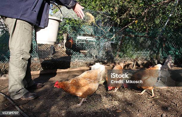 Hühner Füttert Stockfoto und mehr Bilder von Frauen - Frauen, Füttern, Huhn - Geflügel