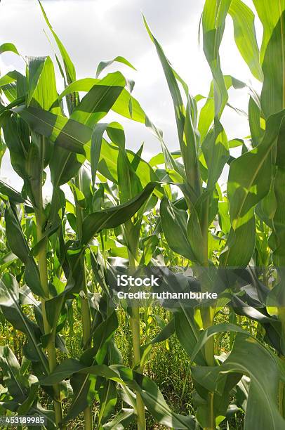 Corn Stalks Creciente En Campo Foto de stock y más banco de imágenes de 2000-2009 - 2000-2009, Agricultura, Aire libre