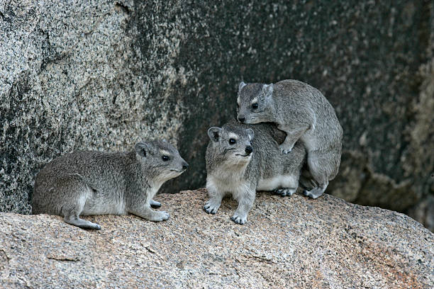 Bush hyrax or Yellow-spotted rock dassie,  Heterohyrax brucei Bush hyrax or Yellow-spotted rock dassie,  Heterohyrax brucei, three mammals on rock, Tanzania hyrax stock pictures, royalty-free photos & images