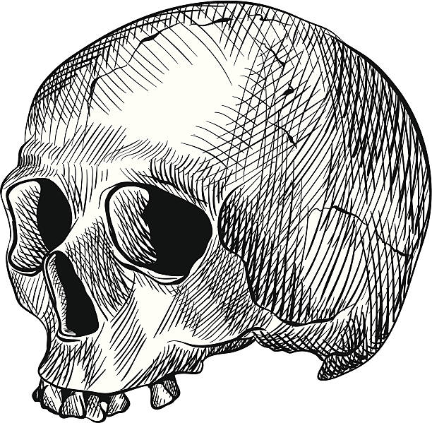 Las marcas cráneo humano - ilustración de arte vectorial